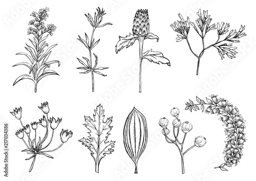 Set of hand drawn sketched flowers and plants. Collection of natural wild design elements isolated on white background. Black and white vector illustration