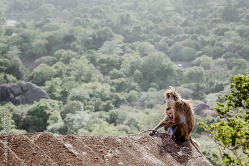A macaque monkey holding her baby at Lion Rock Sigiriya, Sri Lanka