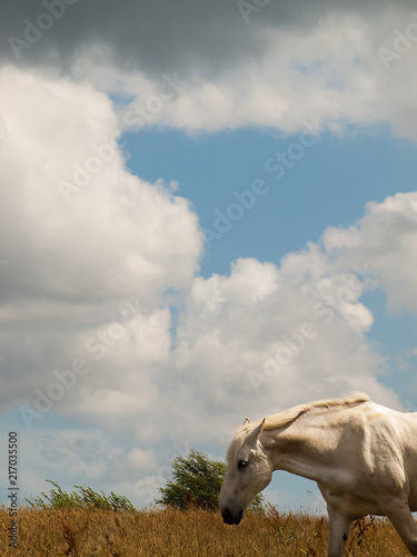 White horse and sky