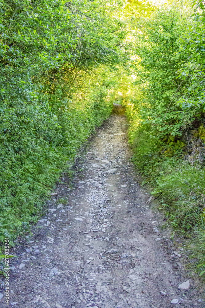 Shady path on the Camino Frances, French Way, the Way of St. James between Larassoana and Zuriain in Navarre, Spain Shady path on the Camino Frances, French Way, the Way of St. James between Larassoana and Zuriain in Navarre, Spain