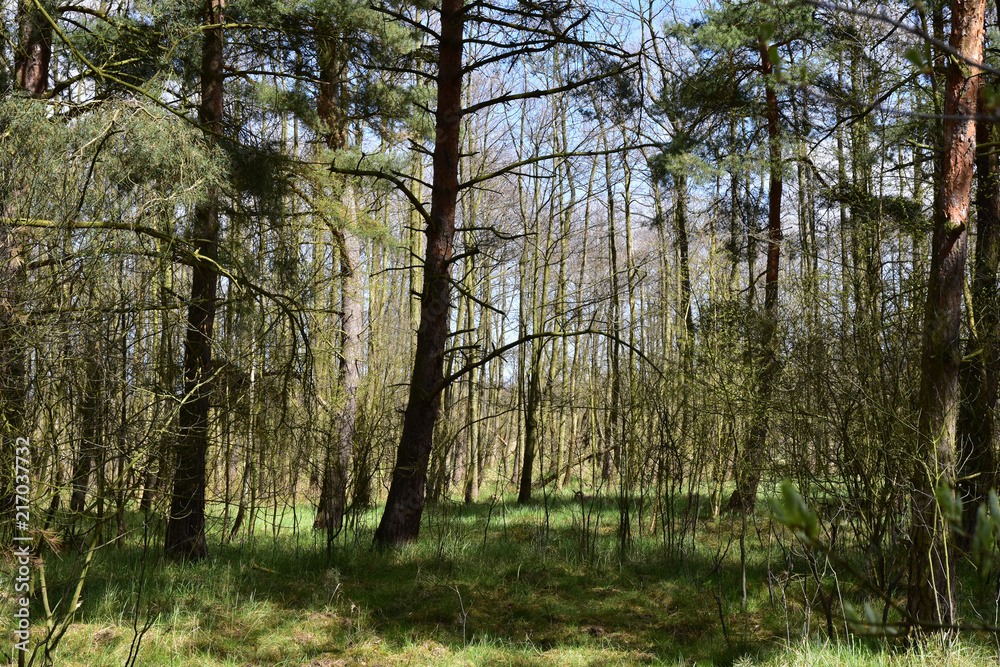 Obraz premium Rezerwat przyrody Ptasi Raj. Gdańsk. Poland