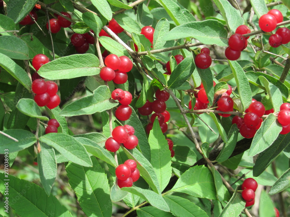 Red berries on a honeysuckle plant 