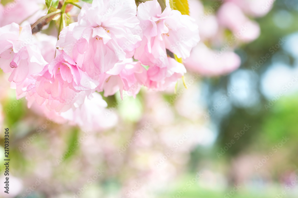 Pink sakura flowers on a spring cherry tree Pink sakura flowers on a spring cherry tree