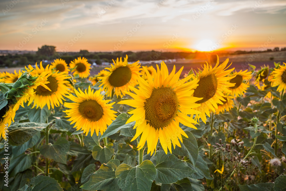 Fototapeta premium Summer sunflowers meadow with the blue sky.