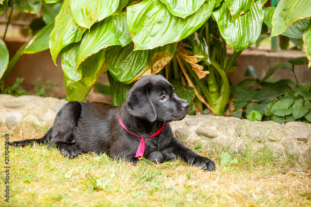 black labrador puppy on the grass black labrador puppy on the grass