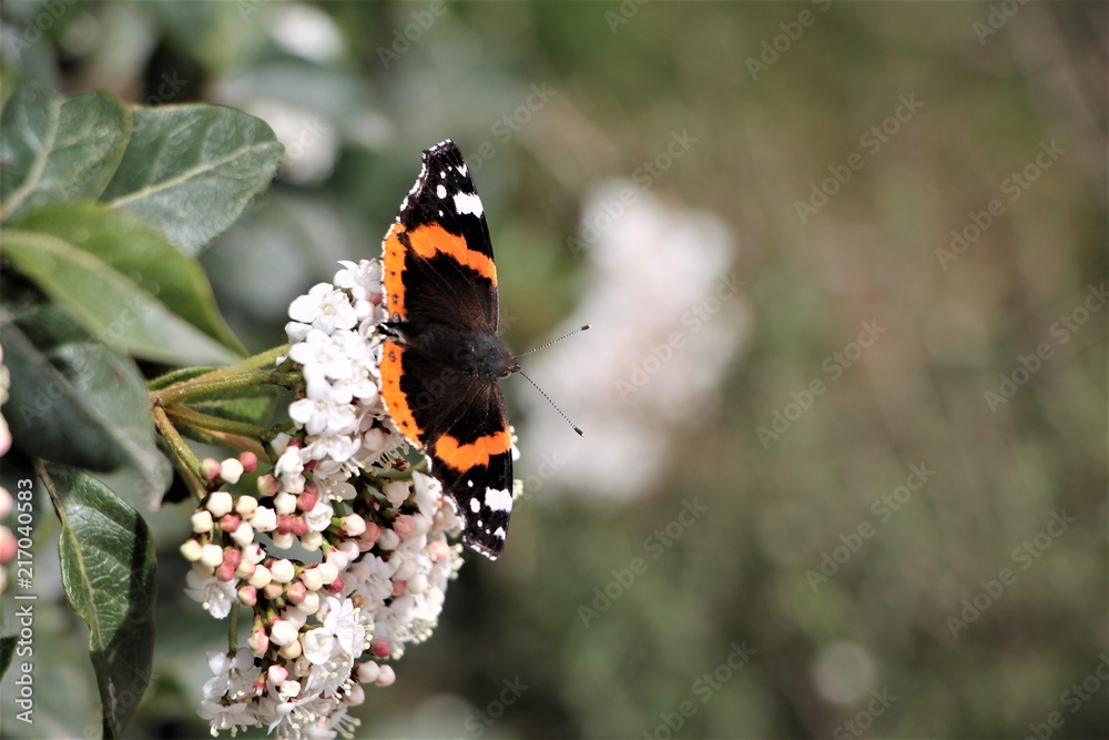 a butterfly on a flower ready to fly away a butterfly on a flower ready to fly away