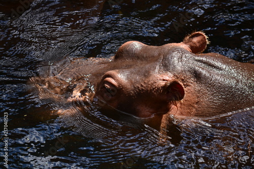 Hippo's head in water