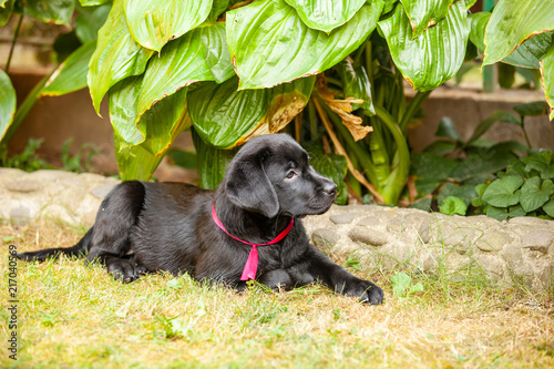 black labrador puppy on the grass