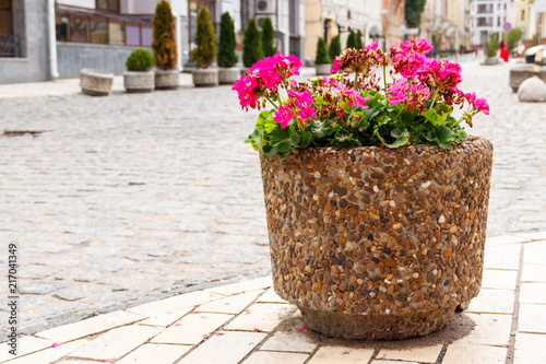 Large flower pot with blooming red geranium. Street decoration. City landscape design