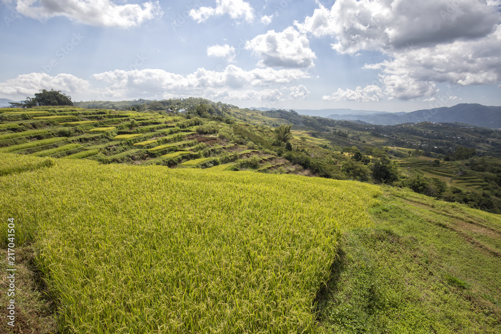 Landscape view of organic rice fields at the Golo Cador Rice Terraces in Ruteng on Flores, Indonesia.