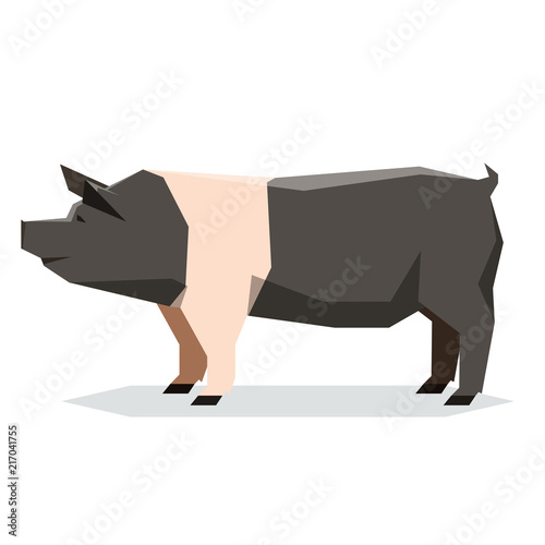 Flat geometric Hampshire pig