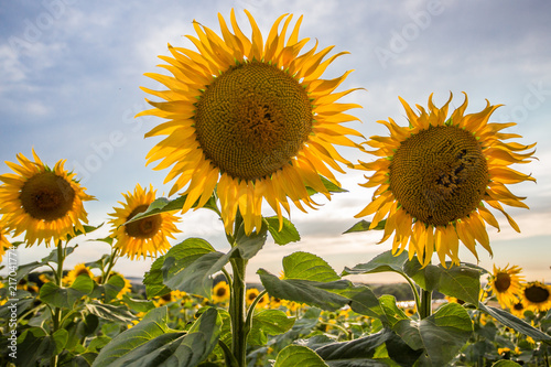 Summer sunflowers meadow with the blue sky.