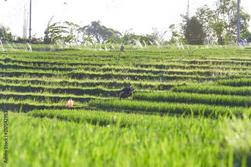 Fototapeta Naklejka Na Ścianę i Meble -  The Farmer planting on the organic paddy rice farmland