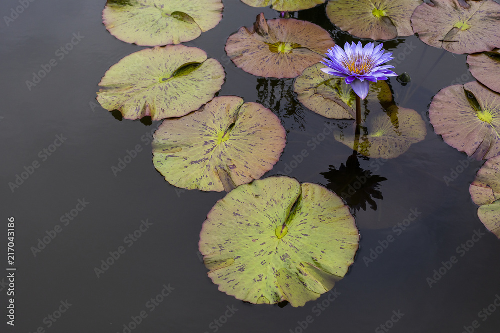 Large Lily Pads with Lavender Flower Large Lily Pads with Lavender Flower