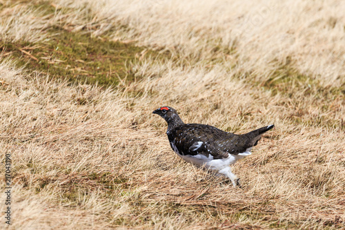 Male ptarmigan in Cairngorms Mountains, Scotland