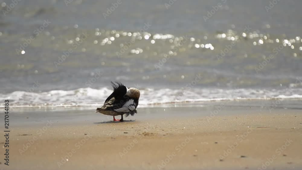 Chinese Merganser cleaning his feathers on a beach near the surf line in North Shore, Quebec, Canada. Chinese Merganser cleaning his feathers on a beach near the surf line in North Shore, Quebec, Canada.