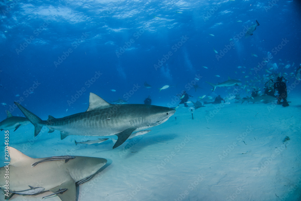 Fototapeta premium Tiger shark at Tigerbeach, Bahamas