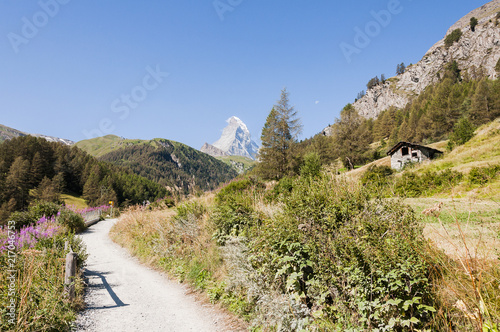 Zermatt, Furi, Zmutt, Wanderweg, Wallis, Matterhorn, Zmuttbach, Gletschergarten, Walliser Berge, Bergwiesen, Bergkräuter, Bergblumen, Sommer, Schweiz photo