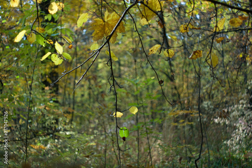 Autumn tree branch nature