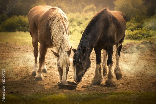 Beautiful horses, farm animal couple in fields