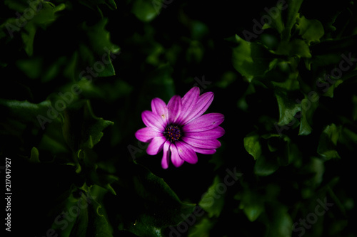 Purple flower