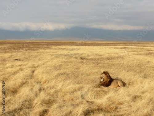 Male lion lying in the savanna landscape of the Ngorongoro Crater in Tanzania