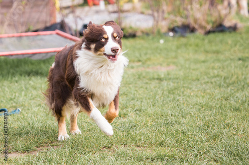 Australian shepherd dog living in Belgium