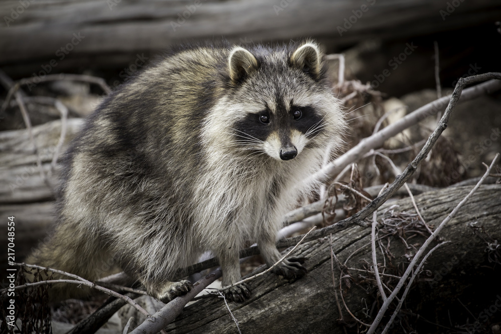 Naklejka premium Raccoon