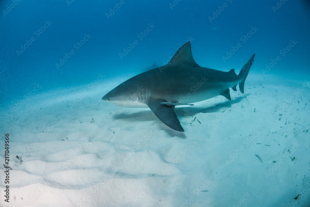 Fototapeta premium Bulls shark at the Bahamas