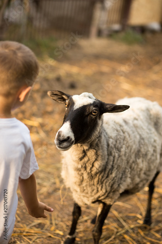 Boy feeds his two sheep at sunset sun farm