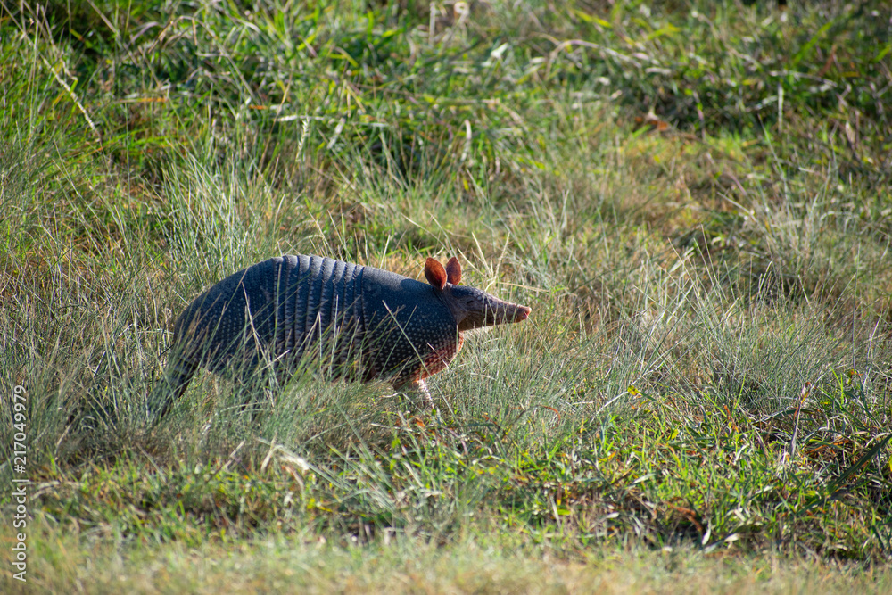 Obraz premium Happy Armadillo