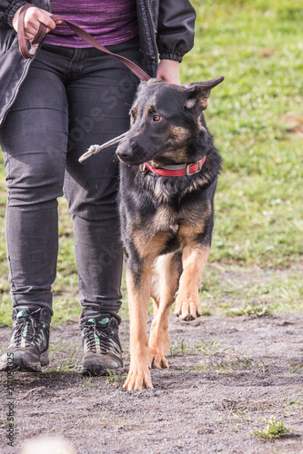 German shephed dog living in belgium photo