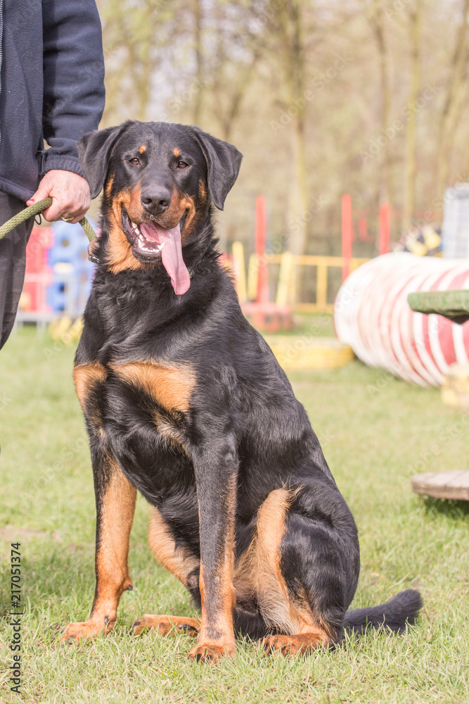 Swiss Mountain Dog living Belgium Swiss Mountain Dog living Belgium
