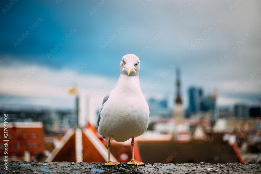 Naklejka premium Tallinn, Estonia. White Seagull On Viewing Platform On Background
