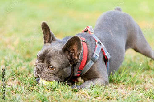 Fototapeta Naklejka Na Ścianę i Meble -  Blue Male French Bulldog Playing with a Tennis Ball. Playful Frenchie in off leash dog park in Northern California.
