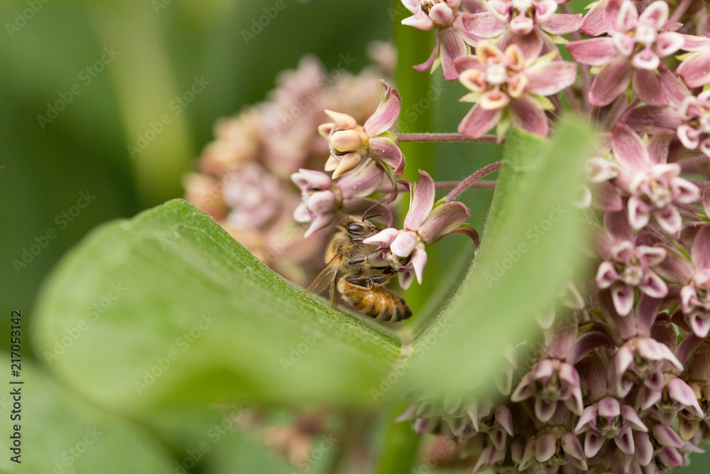 Obraz premium Flower Closeup