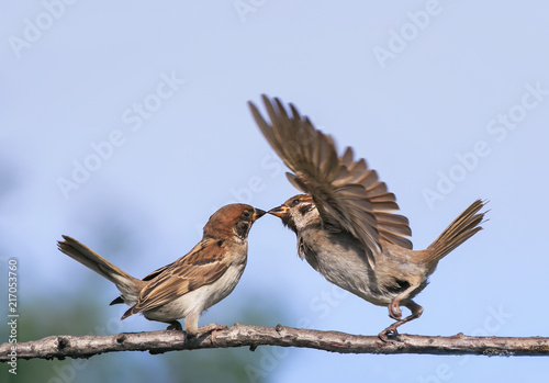 two little funny birds sparrows in the spring in the Park on a branch kissing and waving their wings