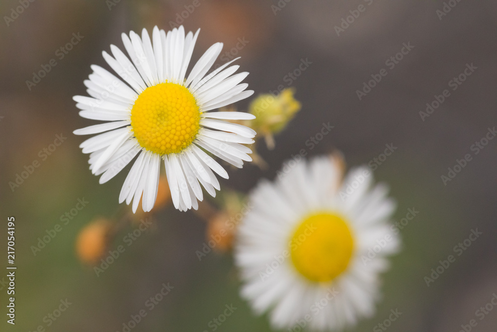 Fototapeta premium Flower Closeup