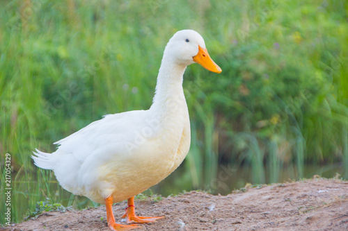 white domestic ducks. The duck is white, in nature.