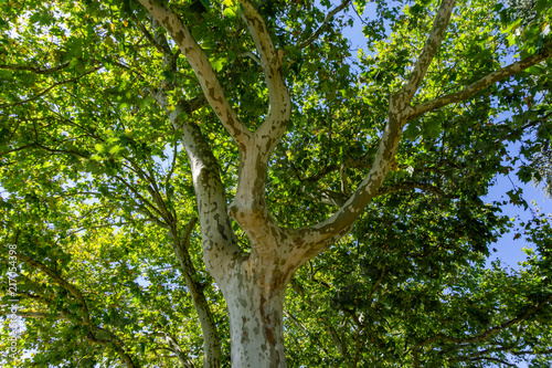 close-up view of the old and big tree, from down to the treetop with green leaves. Blue sky is visible through the tree branches