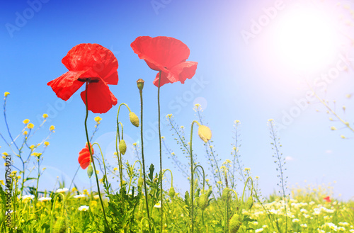 Fototapeta Naklejka Na Ścianę i Meble -  Field of poppies on a sunset