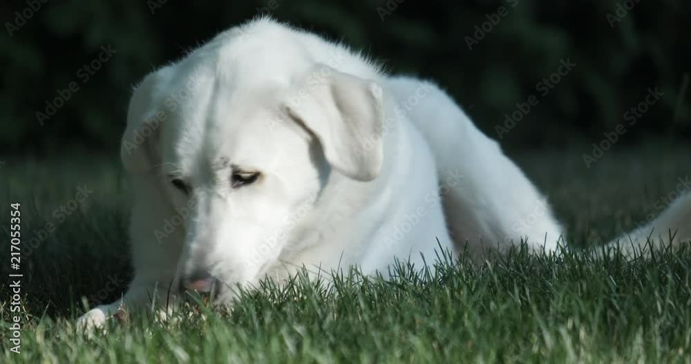 Close Up of White Dog Like Labrador Lying Down in Grass in Sunny Summer Day, Chewing and Gnawing Wood Pieces, 4K Close Up of White Dog Like Labrador Lying Down in Grass in Sunny Summer Day, Chewing and Gnawing Wood Pieces, 4K