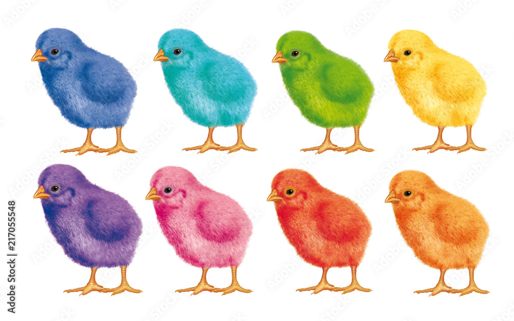 poussin- joli- coloré- couleur-duveteux- illustration- oiseau