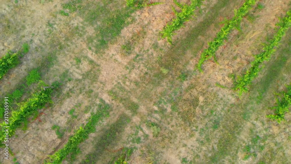 Aerial view of a vineyard hills landscape with roads at sunset Aerial view of a vineyard hills landscape with roads at sunset
