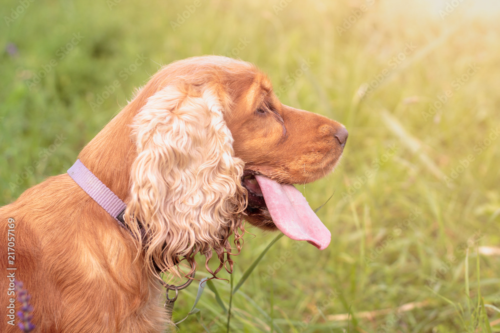 An English Cocker Spaniel with his big tongue out, panting, cooling himself in the summer sunshine. An English Cocker Spaniel with his big tongue out, panting, cooling himself in the summer sunshine.