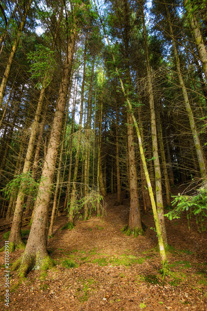The pine scottish forest The pine scottish forest