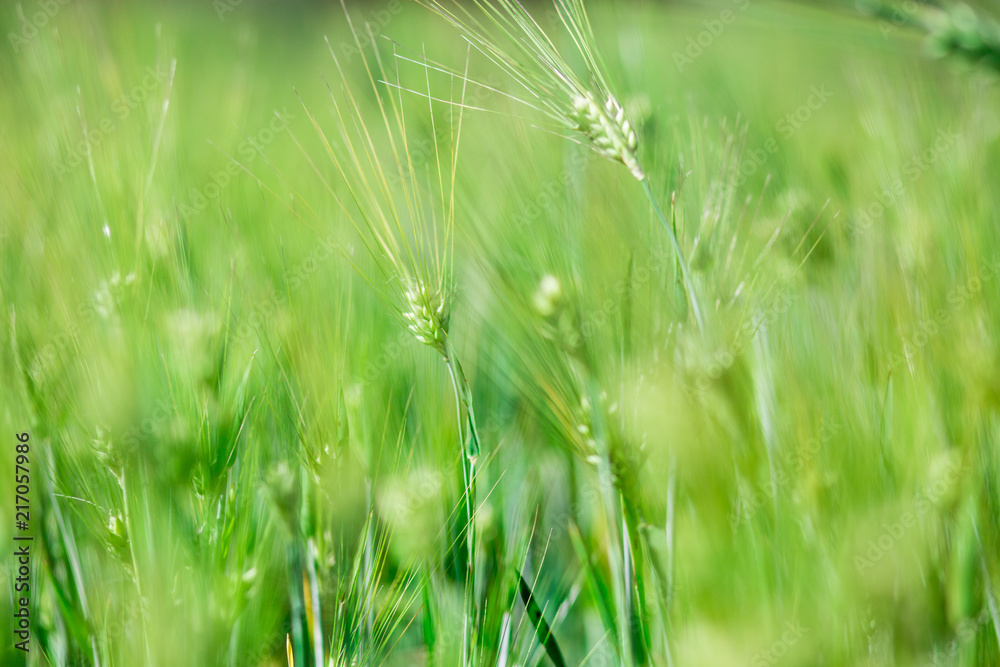 Green field of spikelets in summer. Green ears of wheat on field in ripening period in summer Green field of spikelets in summer. Green ears of wheat on field in ripening period in summer