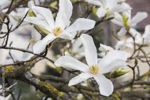 Pink or white flowers of blossoming magnolia tree (Magnolia stellata) in  the springtime Stock Photo | Adobe Stock