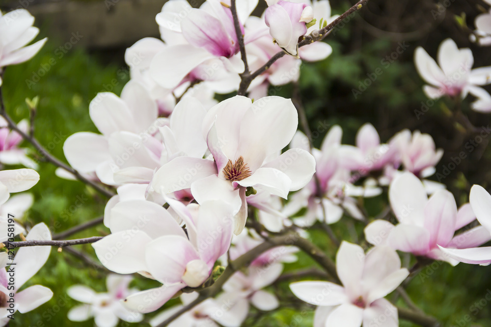 Pink or white flowers of blossoming magnolia tree (Magnolia denudata) in the springtime Pink or white flowers of blossoming magnolia tree (Magnolia denudata) in the springtime