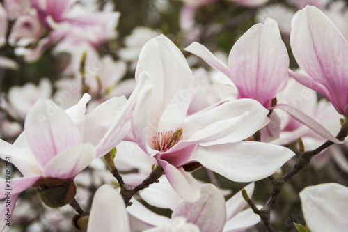 Pink or white flowers of blossoming magnolia tree  Magnolia denudata  in the springtime